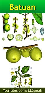 Batuan Fruits Name In English Fruit List Fruit Names