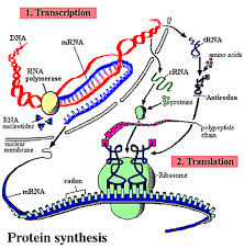 Ribonucleic acid, a natural polymer that is present in all living cells and that plays a role in protein synthesis, has uracil base in place of the t base in dna. Proses Sintesis Protein Tambah Pinter