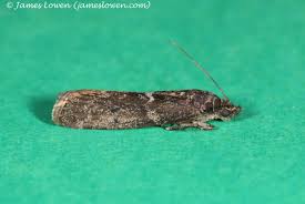 Image result for Pyla fusca