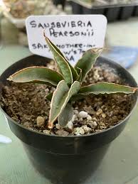 Image result for Sansevieria pearsonii
