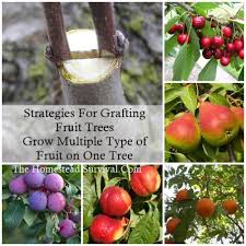 Dry fruits include the legumes, cereal grains, capsulate fruits, and nuts. Strategies For Grafting Fruit Trees Grow Multiple Type Of Fruit On One Tree The Homestead Survival