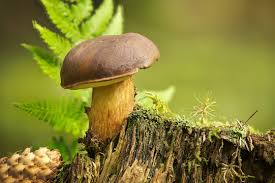 Image result for Boletus badius
