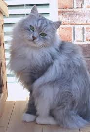 Siberian Forrest Cat Https Represent Com Kittenshirt Siberian Cat Beautiful Cats Cute Cats Photos
