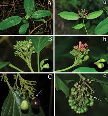 Image result for Premna senensis