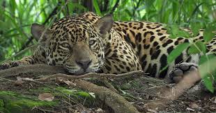 Con el nombre de panthera onca la ciencia distingue al comúnmente conocido jaguar, yaguareté, tigre mariposo o yaguar. Jaguar
