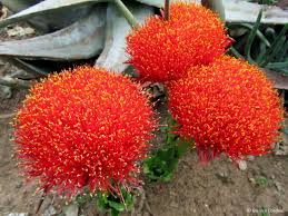Image result for Scadoxus puniceus