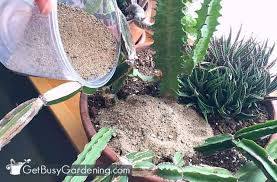 This article about how to kill cactus will help you to make your yard free from these plants. How To Get Rid Of Fungus Gnats In Houseplants Soil Get Busy Gardening