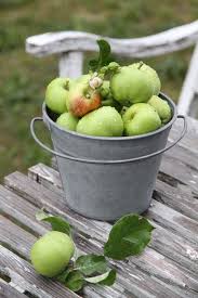 Klover Lavendel Rosenknopp Fruits Et Legumes Pomme Verte Cueillette De Pomme