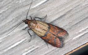 Maybe you would like to learn more about one of these? Blog 7 Tips To Keep Indian Meal Moths Out Of The Kitchen