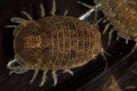 Image result for Bothriocline monocephala