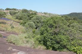 Image result for Actinanthella