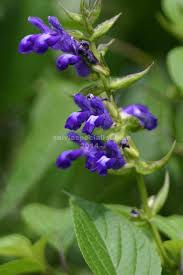 Image result for Alafia caudata