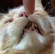 Iris melanosis can in some cases become one study showed that cats with iris melanoma which have enucleation before they develop glaucoma had a lifespan equal to regular cats, while cats. Cat Freckles Why Are There Black Spots On My Cat S Nose