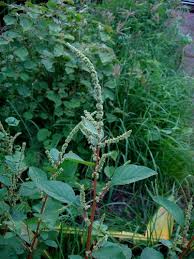 Image result for Amaranthus dubius