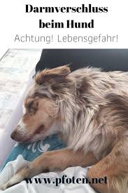 In ausnahmefällen können sogar schockanzeichen auftreten und die tiere werden ohne behandlung innerhalb weniger stunden sterben. Darmverschluss Beim Hund Hunde Hundchen Training Hundegesundheit