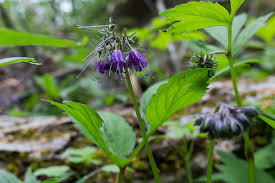 Image result for Hydrophyllaceae