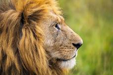 Scenic Regional Library (St. Clair) | Wildlife Event