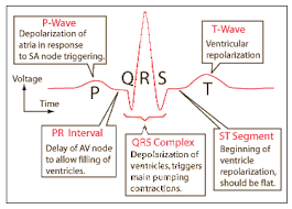 Cardiac Cycle Ekg Interpretation