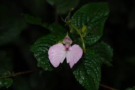 Image result for Impatiens stuhlmannii