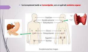 En kjertel (glandula) er en ansamling av cellevev (organer) som utfører bestemte biokjemiske oppgaver i kroppen. Hormonsystemet Og Nervesystemet Diagram Quizlet
