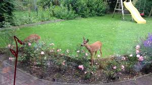 Rehe Im Garten Fressen Rosen Youtube