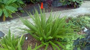 Love Foxtail Fern Asparagus Foxtail Fern Asparagus Fern Back Gardens