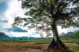 Image result for Ceiba