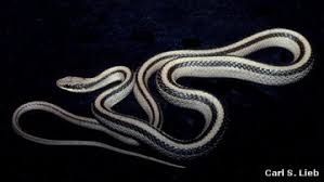 Image result for Salvadora