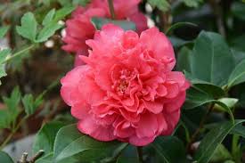 Camellia X Williamsii Anticipation Early Blooming October Camellia Flowers Large Flowers