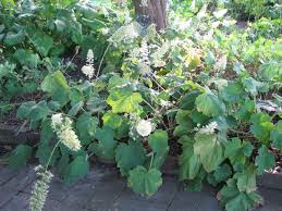 Image result for Haumaniastrum villosum