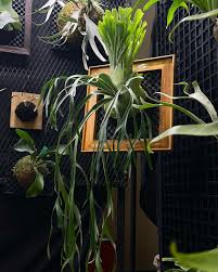 Image result for Platysepalum