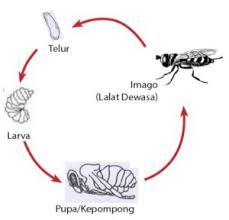 Metamorfosis tidak sempurna merupakan suatu proses pertumbuhan dan perkembangan serangga yang tidak melalui fase pupa yang artinya ketika telur menetas, maka serangga muda telah mirip bentuk, sifat dan cirinya menyerupai dengan induksinya. Contoh Metamorfosis Sempurna Dan Tidak Sempurna Idschool