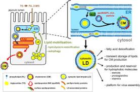 Maybe you would like to learn more about one of these? Triglyceride Rich Lipoproteins And Cytosolic Lipid Droplets In Enterocytes Key Players In Intestinal Physiology And Metabolic Disorders Sciencedirect