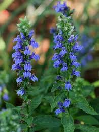 Image result for Lobelia cobaltica