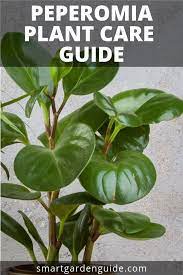 Peperomia Are Wonderful Plants To Grow Indoors As They Have So Many Features Tha House Plants Peperomia Plant Plant Care Houseplant Plants