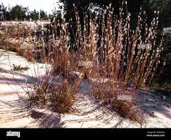 Image result for Schizachyrium brevifolium