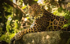 Mountain lion animal cute face. Wallpaper Look Stone Jaguar Wild Cat Images For Desktop Section Koshki Download