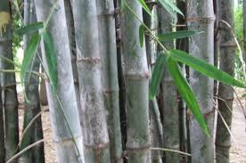 Image result for Dendrocalamus