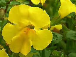 Image result for Mimulus gracilis