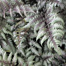 Image result for Athyrium schimperi