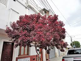 Image result for Euphorbia cotinifolia