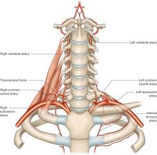 First part lies medial to the anterior scalene muscle. The Subclavian Arteries Musculoskeletal Key