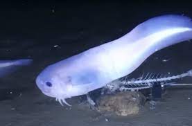 A New Fish Found 26 000 Feet Deep Melts At The Surface Of The Sea Quartz