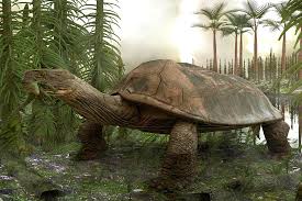 Jika anda mencari informasi mengenai ular terbesar di dunia, maka menurut sains, jawabannya adalah ular titanoboa. Carbonemys Wikipedia Bahasa Indonesia Ensiklopedia Bebas