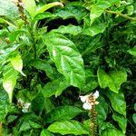 Image result for Thomandersia hensii