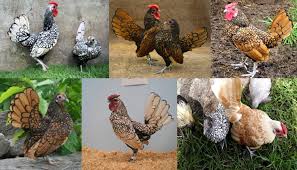 Sebright Chicken Breed Everything You Need To Know Lear ant lifespan facts and find out how long different species and castes of ants live.