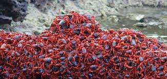 Christmas island's famous red crabs. Watch Christmas Island S Annual Red Crab Migration Live Online Tomorrow Morning Australian Geographic