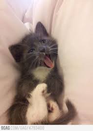 My Cat Is Trying To Do The Genius Face Kitten Cute Cats I Love Cats