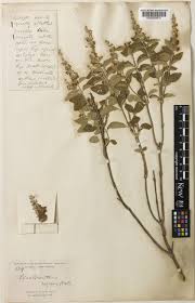 Image result for Isodon