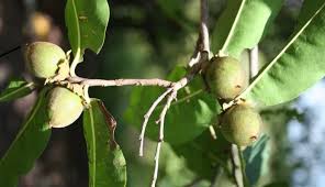 Image result for Diospyros mespiliformis